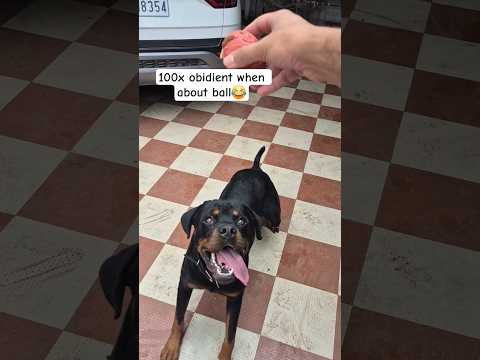 my dog ball addiction #shorts #rottweiler #training #dog