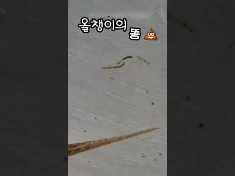 올챙이 똥 처음 봐요! #개구리 #올챙이 #채집