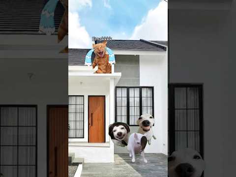 Pov : Nah Gitu Dong 😂 #meme #cat #kucing #funny #fypシ