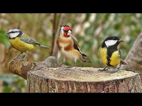 Suara Burung yang Spektakuler: Suara Burung Pagi Hari