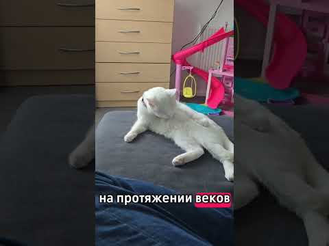 #киса #cat #catlover #топ #кошка #кошки #домашниеживотные #bella24 #çette #жизнь #сосмыслом #shorts