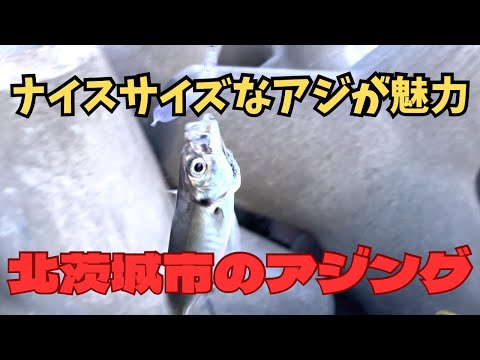 【北茨城アジング】昨年同様にナイスなアジは釣れるか? 2026年5月10日