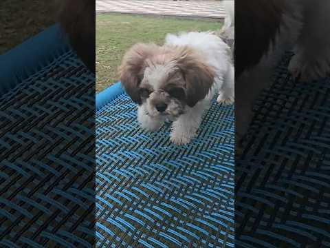 Oreo🐕#shorts#minivlog #viral #shihtzu #shortvideo #pets #puppy #funny #comedy #uttrakhnd #ytviral#yt