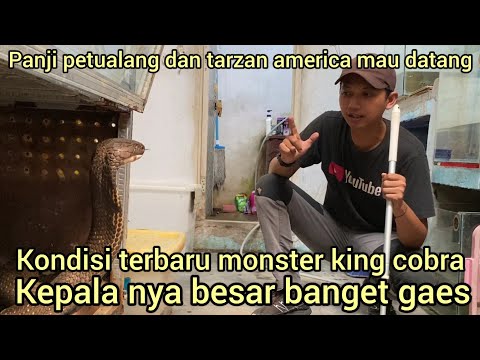 KONDISI DAN NAMA ULAR KING COBRA TERBESAR SAMPAI PANJI PETUALANG DAN TARZAN AMERICA MAU DATANG