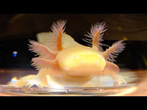 カエルだらけの家にウーパールーパーがやってきた