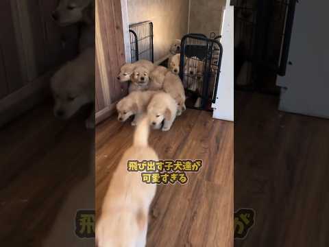 仕事で疲れた皆に贈る笑いと癒しのゴールデン5選ww　#ゴールデンレトリバー #笑える #癒し #大型犬のいる生活 #大型犬のいる暮らし #元気になる動画