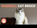 Ragdoll Cat Knowledge Assessment
