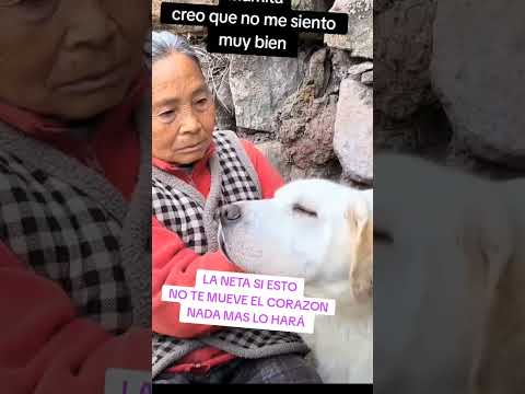 Amor de perrito sincero. #cachorrosdivertidos #perro #pets #cachorrosdivertidos