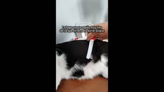 Los mejores memes de gatos 🐱