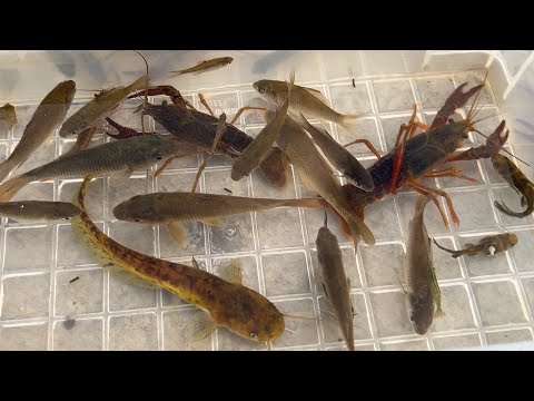 汚いドブ川にいる生き物をガサガサ。日本ナマズ、ザリガニ。