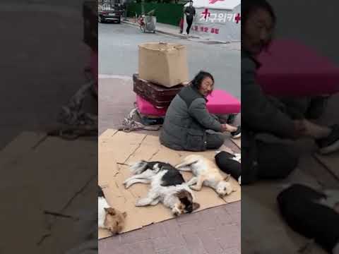 강아지를 대로변에서 기절시키는 남자