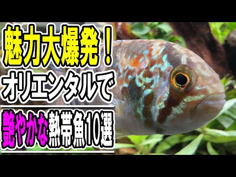 水槽に異国の魅力を！美しくて感動するオリエンタルな熱帯魚10選【淡水魚 アクアリウム】