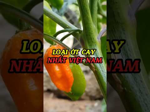 Loại ớt cay nhất Việt Nam và Lợi ích bất ngờ? #ngoclongtaybac #ngoclongtea #amthuctaybac #xuhuong