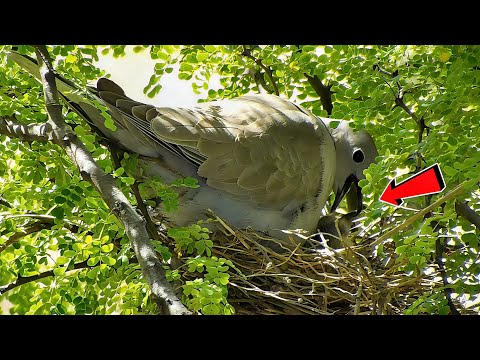 Dove bird is feeding her babies