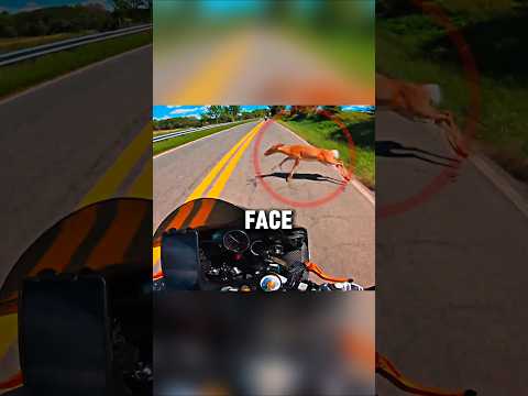 Biker Slams Into Deer at High Speed😨