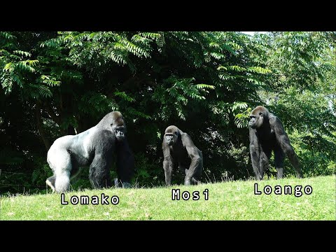 Silverback Lomako Displays His Strength After Mosi Messes with Dalila