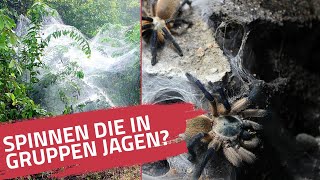 Spinnen jagen in Gruppen? | Blaue Jemen-Vogelspinne (Monocentropus Balfouri) | Wie giftig ist sie?