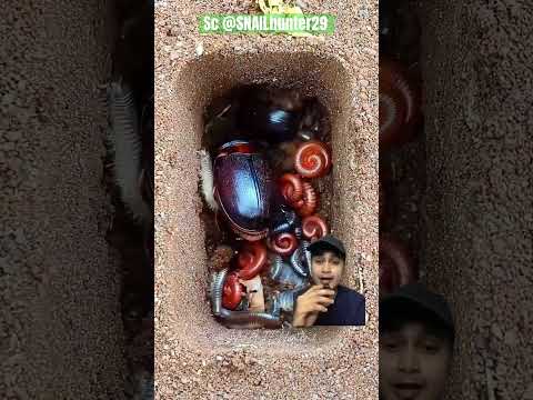 KUMBANG ULAT DAN KAKI SERIBU ⁉️ SNAILhunter29 #animals #hewan #automobile