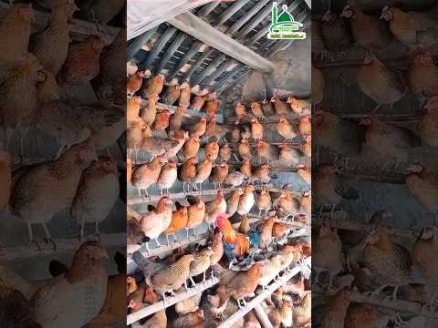 অসাধারণ,এরকম মুরগির খামার কেউ কখনো দেখেননি আগে 🐓🐔🐥🐓🌾🥰