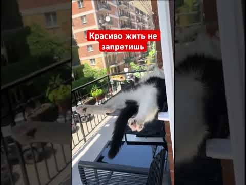 Красиво жить не запретишь #юмор #прикольныекоты