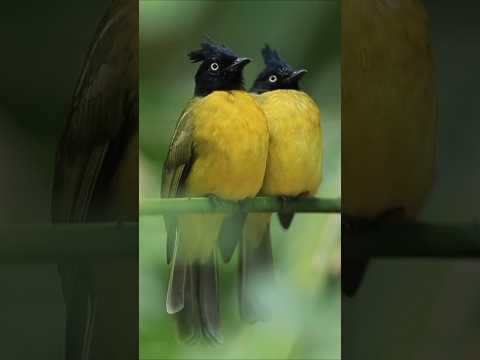 do dil mil rahe hain magar chupke chupke💛 Cute Yellow Birds in Love | Beautiful Black-Crested bulbul