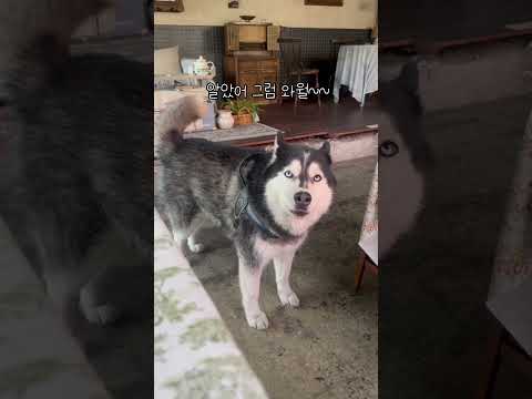 허숙희의 와우와우 말대꾸타임 (for 이모삼촌들) #강아지쇼츠 #husky #dogs #강아지 #siberianhusky #cute #dogshorts #허스키 #허스키하울링