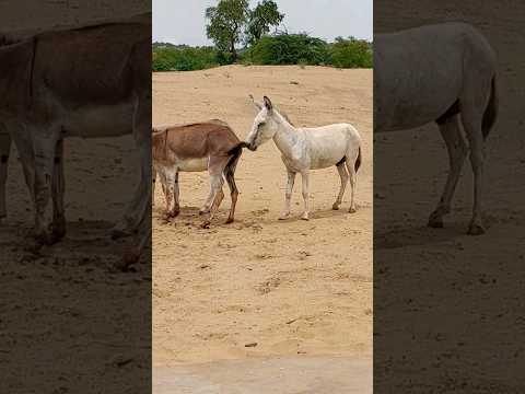 #animals #donkey #youtubeshorts #shortvideo #jungle #janwar