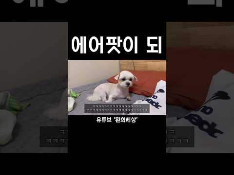 털 밀고 나라잃은 말티즈