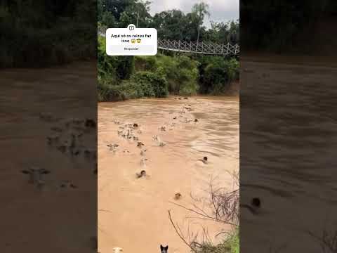 Eita que sena linda 😳 só os raizes faz isso 😱# #pecuarista #gado #fazenda #agro #pecuaria #shorts