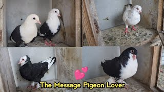 The Message All Pigeons Lover ❤️