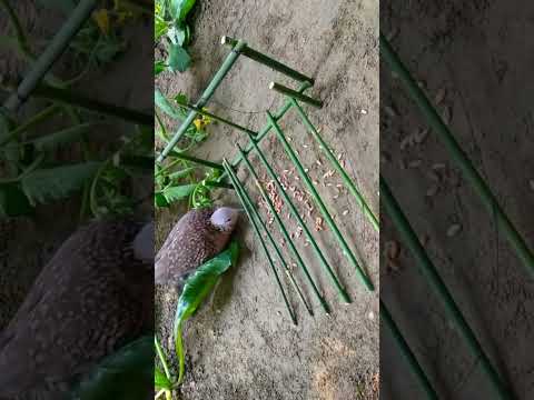 Bird Trap | Beautiful dove trap #trap #Bird trap