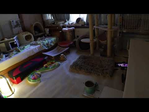 2025.7.26　子猫部屋 　Kitten room  [ Miaou Live ]