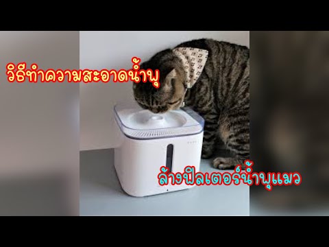 วิธีทำความสะอาดน้ำพุแมว ล้างน้ำพุแมว