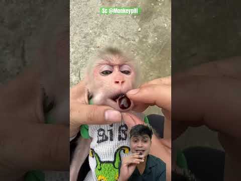 BIJI BUAH TIDAK DIBUANG ⁉️ @Monkeypili #monkey #funny #cute