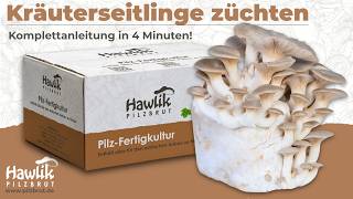 Kräuterseitlinge züchten mit dem Pilzzuchtset von Hawlik Pilzbrut | Anbau-Anleitung