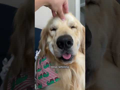 how’d I do? #goldenretriever #cutedog #cute #dog #shorts