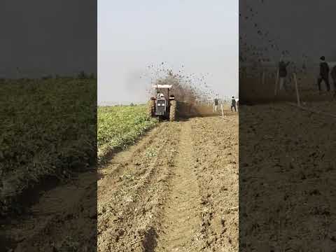 máy cày Massey Ferguson chạy thu hoạch khoai tây tốc độ quá dữ #shorts #shortvideo #youtube