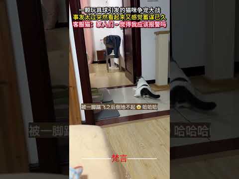 猫のおもちゃ球争奪戦！驚きと笑いあふれる可愛さ満載 サムネイル