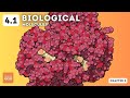 Biological Molecules and DNA Structure
