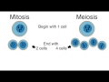 Comparing Mitosis and Meiosis