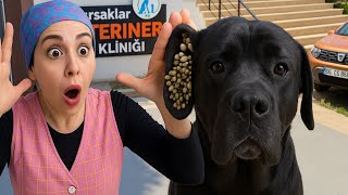 Binlerce KENE kulağında 😳 Gözlerinize İNANAMAYACAKSINIZ😱😱😱