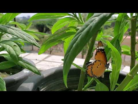 樺斑蝶產卵瞬間 - YouTube