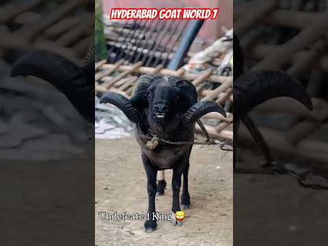 #vilaytisheep #sheeps #sheepfarm #shortvideo #shortvideo #viralvideo #viralreels #trendingshorts