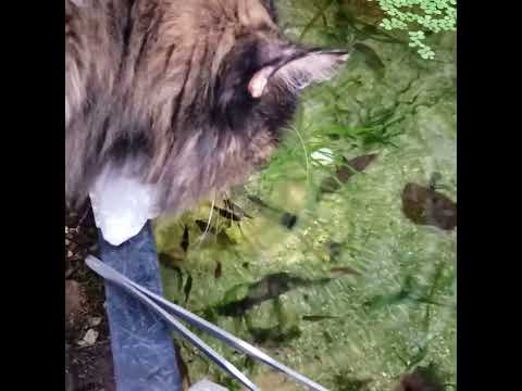 old video of my cat and tub pond!! #fish #fishkeep 