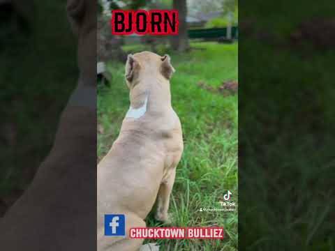 5 month old Bjorn😍.       #bully #xlbully