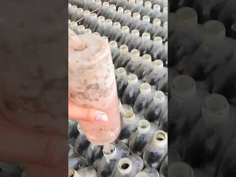 Betta Fish Farming in Thailand – Unique Glass Bottle Setup! 👀