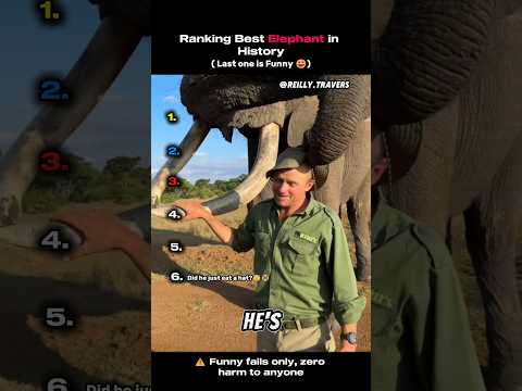 Ranking Best Elephant in History