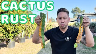 How Cactus Rust Damages Your Dragon Fruit Plants & What To Do