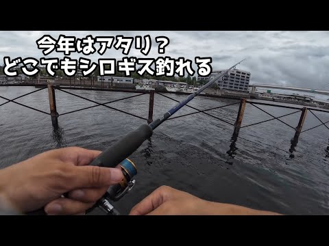 今年はアタリ？どこでもシロギス釣れる