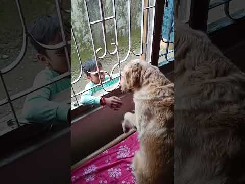 # hello # My dog Teed ❤️ # golden retriever dog 🐕#